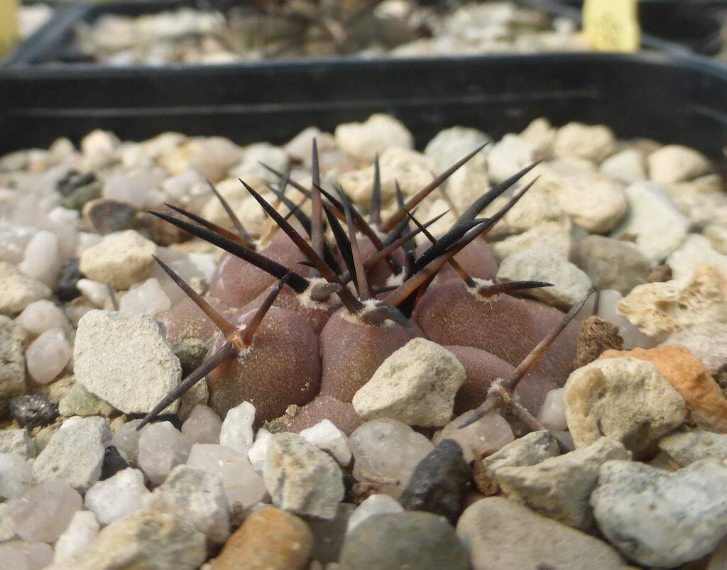 Copiapoa cinerea, un giovane esemplare