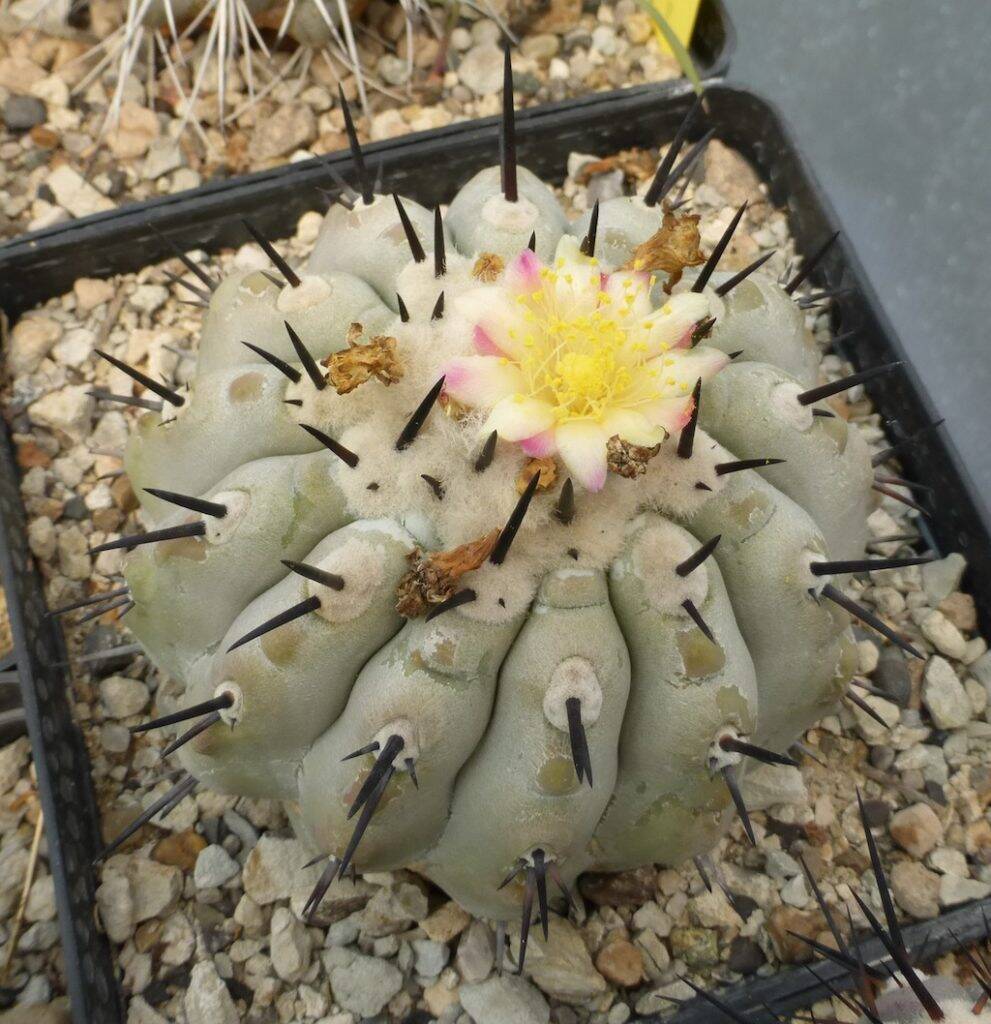 Copiapoa cinerea in fiore