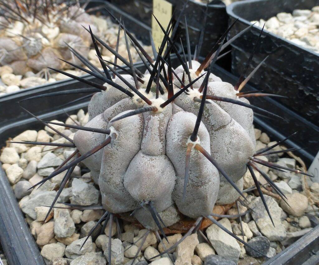 Copiapoa cinerea cresciuta in marna
