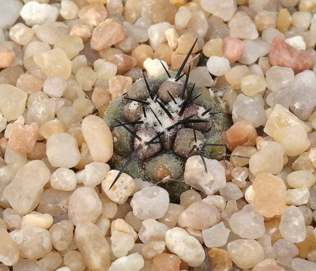 Copiapoa cinerea, una mia semina