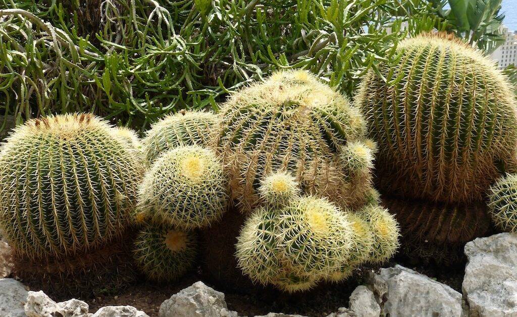 Echinocactus grusonii al Giardino Esotico di Montecarlo