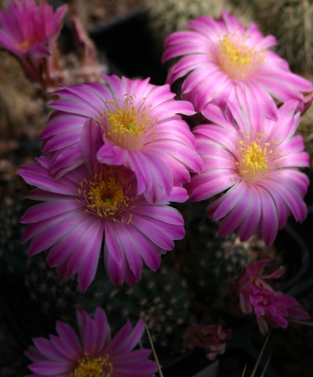 Echinocereus pulchellus