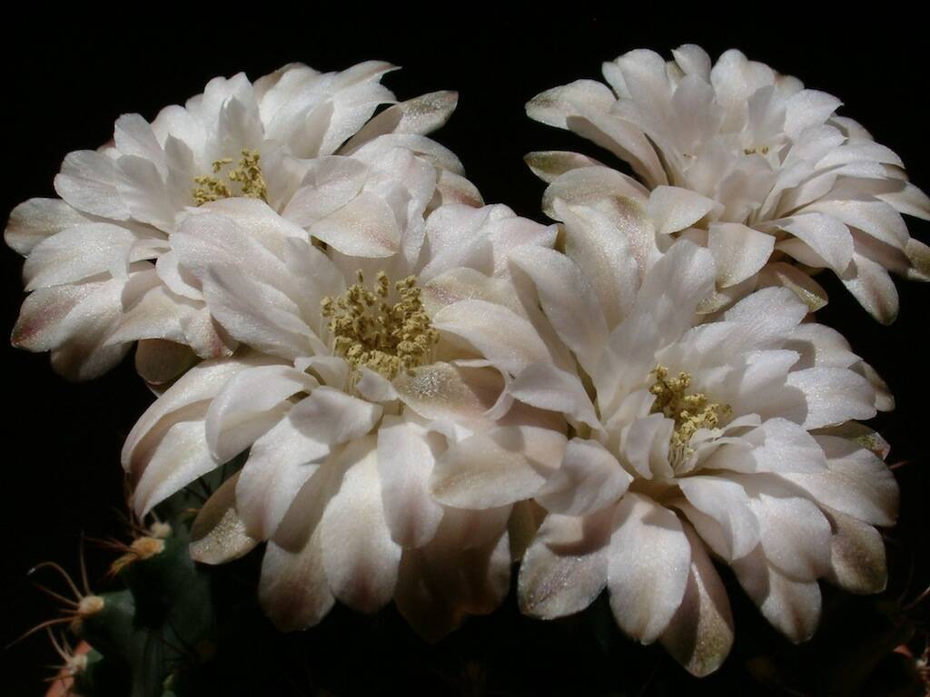 Gymnocalycium anisitsii