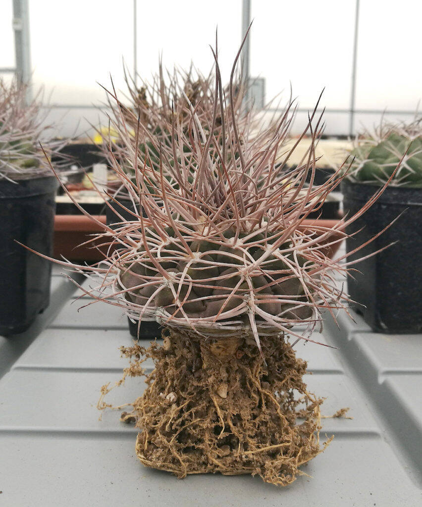 Gymnocalycium hosseii svasato