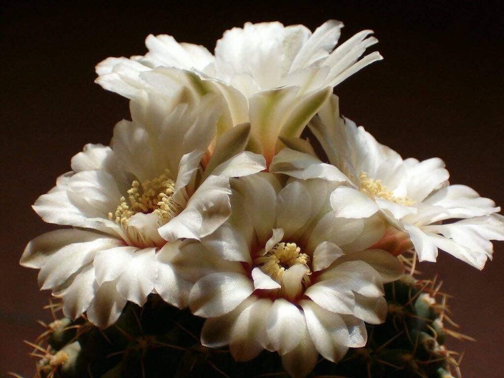 Gymnocalycium quelhianum