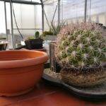 Rinvaso di un grosso Gymnocalycium saglionis