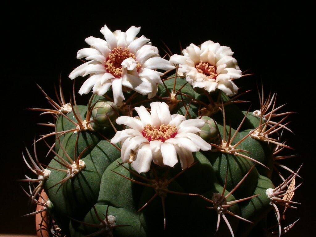 Gymnocalycium saglioni