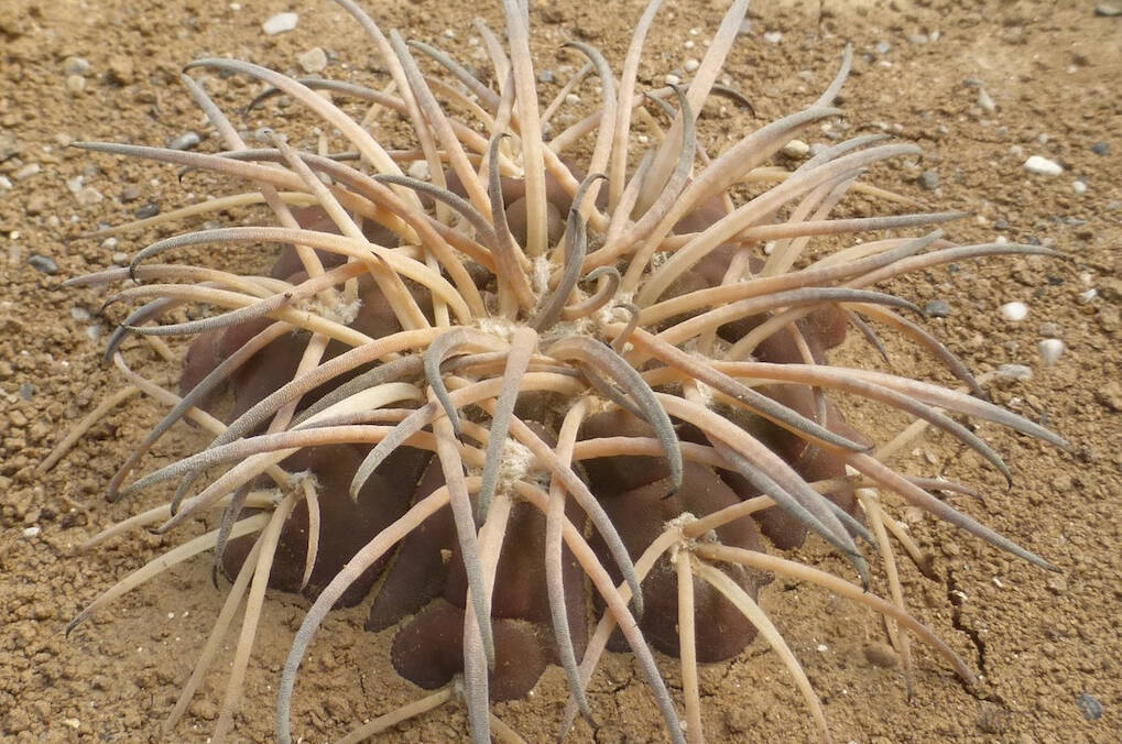 Spegazzinii, un groviglio di spine per il Gymnocalycium più multiforme e agguerrito