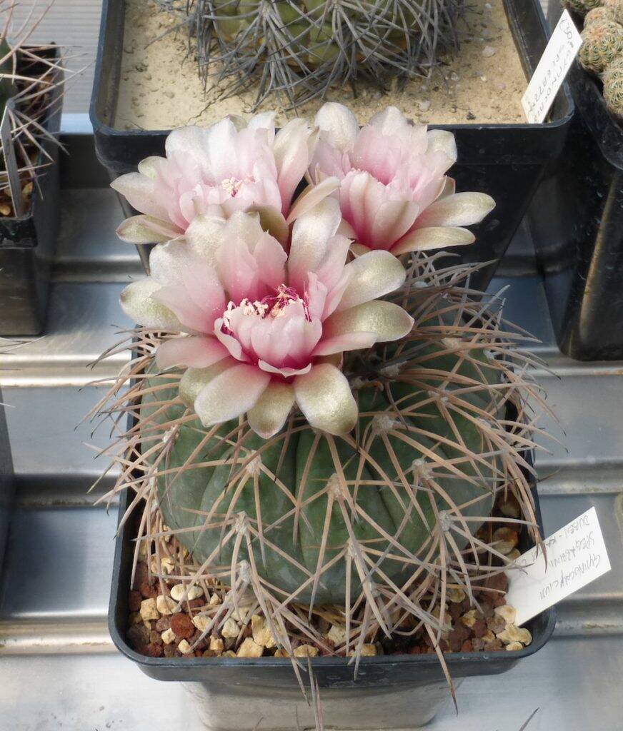Gymnocalycium spegazzinii