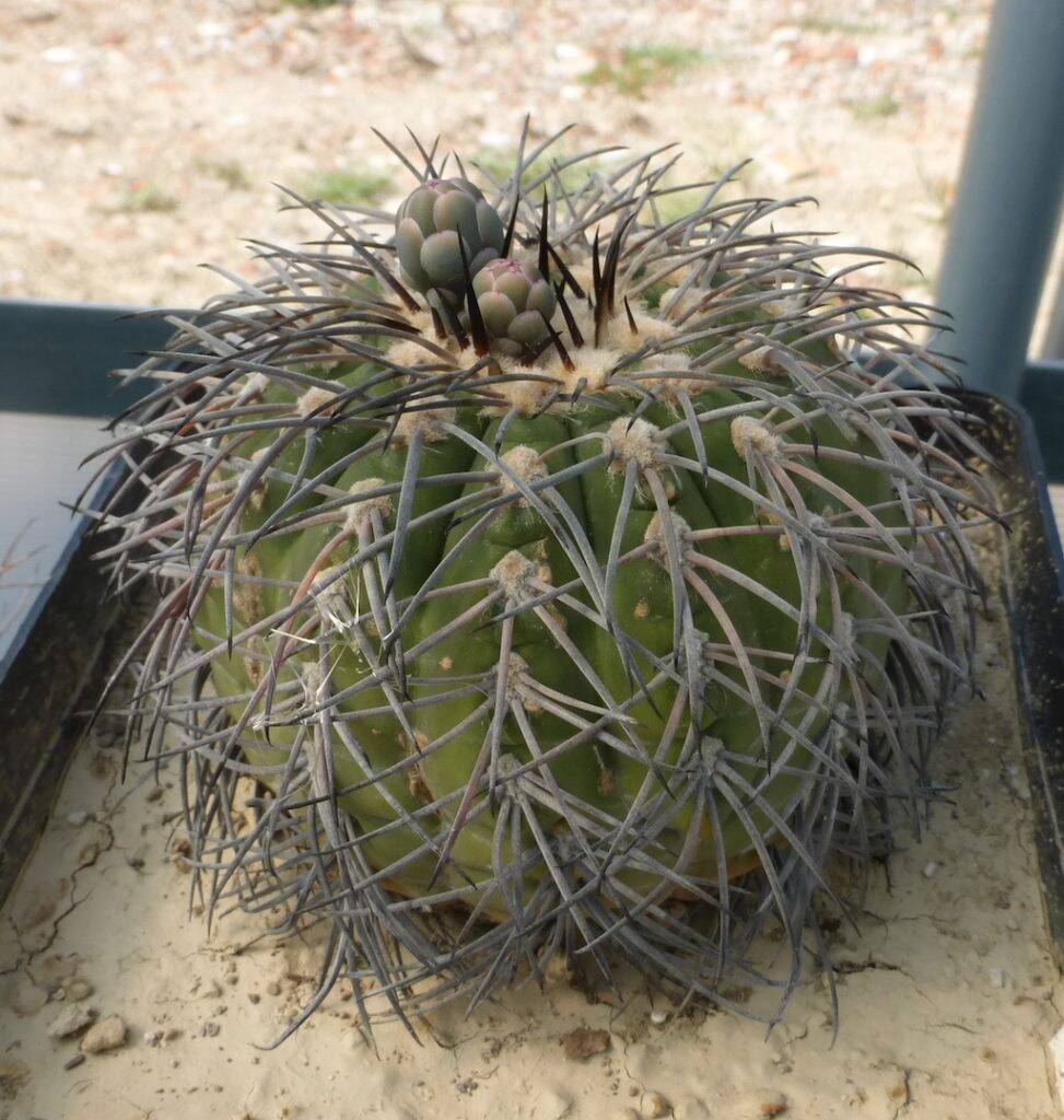 Gymnocalycium spegazzinii con bocci