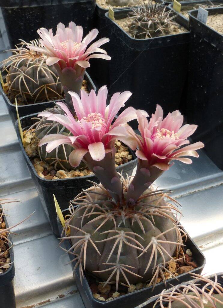 Gymnocalycium spegazzinii in fiore