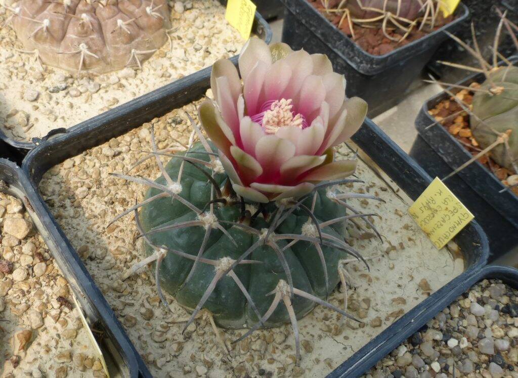 Gymnocalycium spegazzinii (la encrucijada)