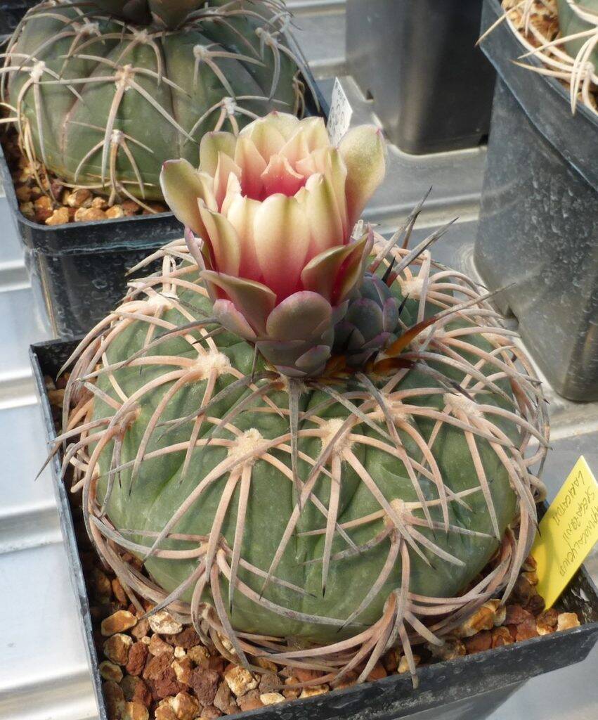 Gymnocalycium spegazzinii loricatum