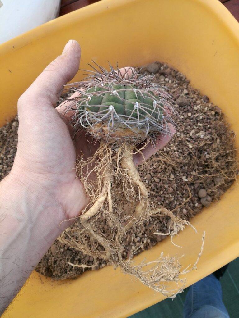 Gymnocalycium spegazzinii svasato