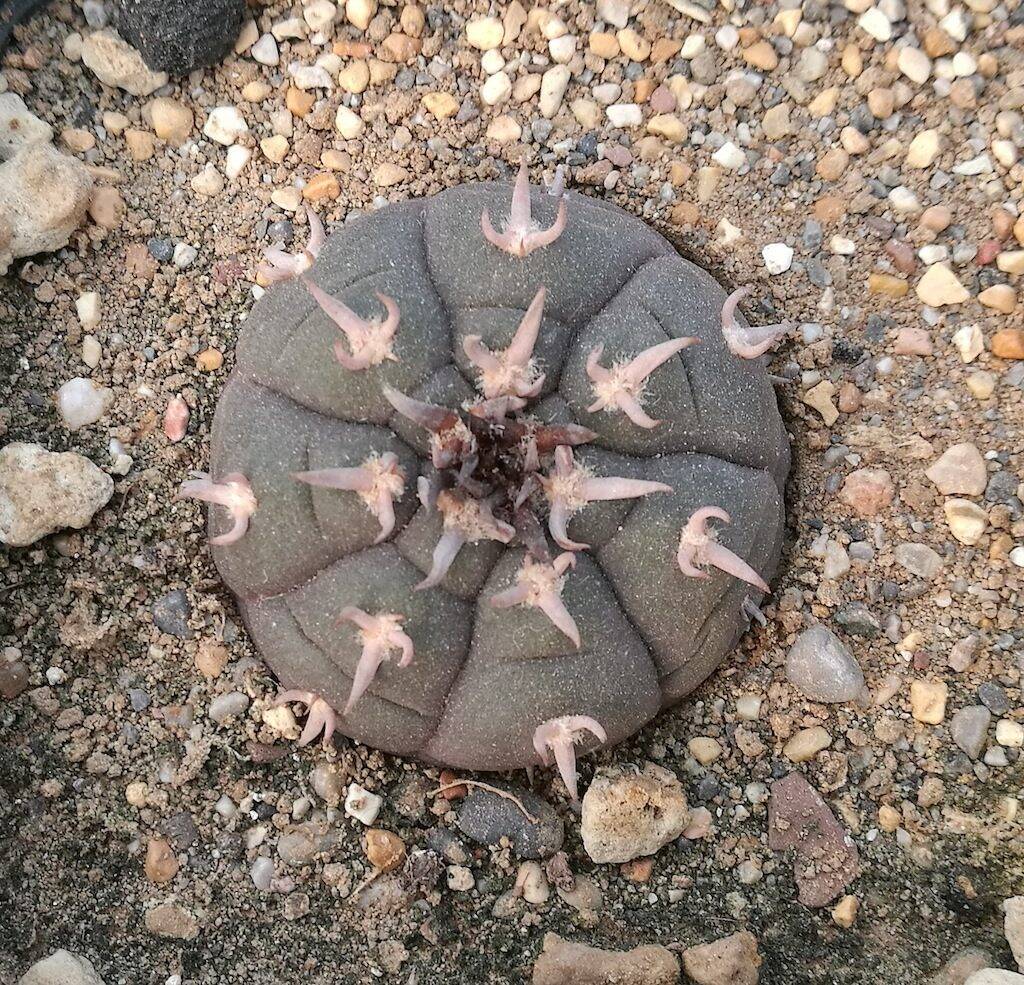 Gymnocalycium spegazzinii unguispinus