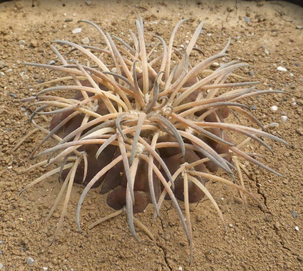 Gymnocalycium spegazzinii