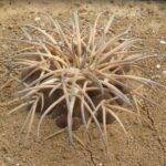 Gymnocalycium spegazzinii