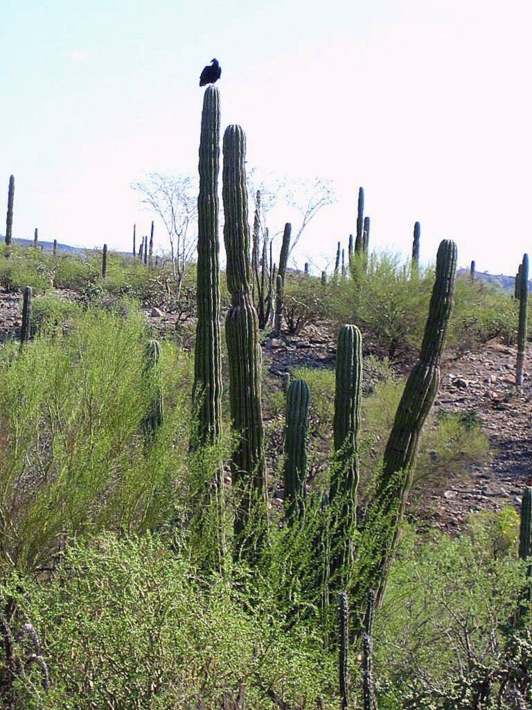 Panorama con alcuni cereus in Messico