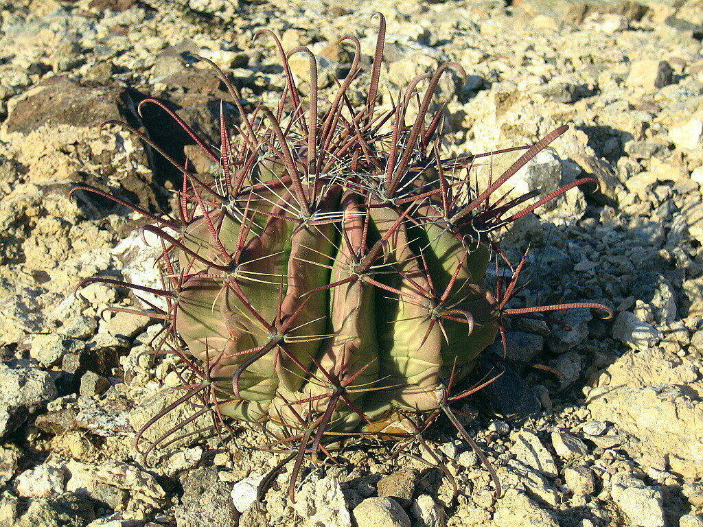 Ferocactus in habitat (Baja California)