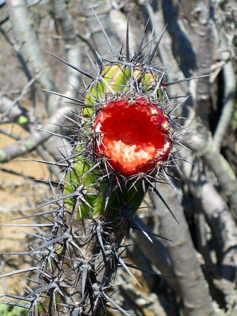 Cactus in habitat (Baja California)