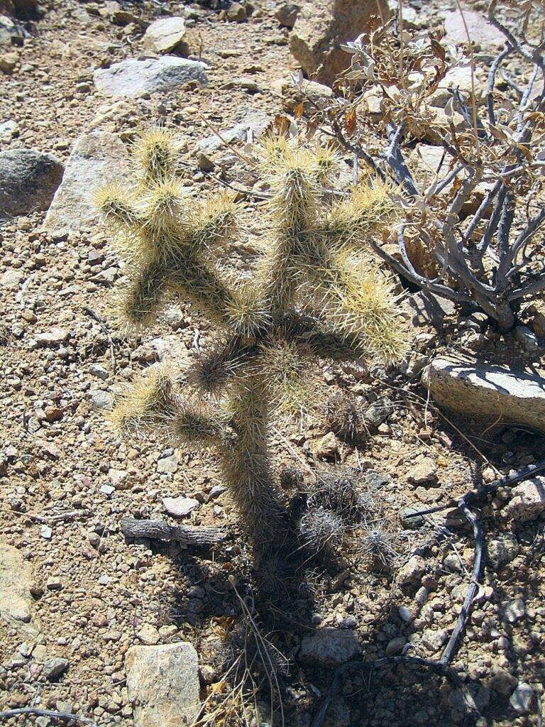 Cylindropuntia in habitat (Messico)