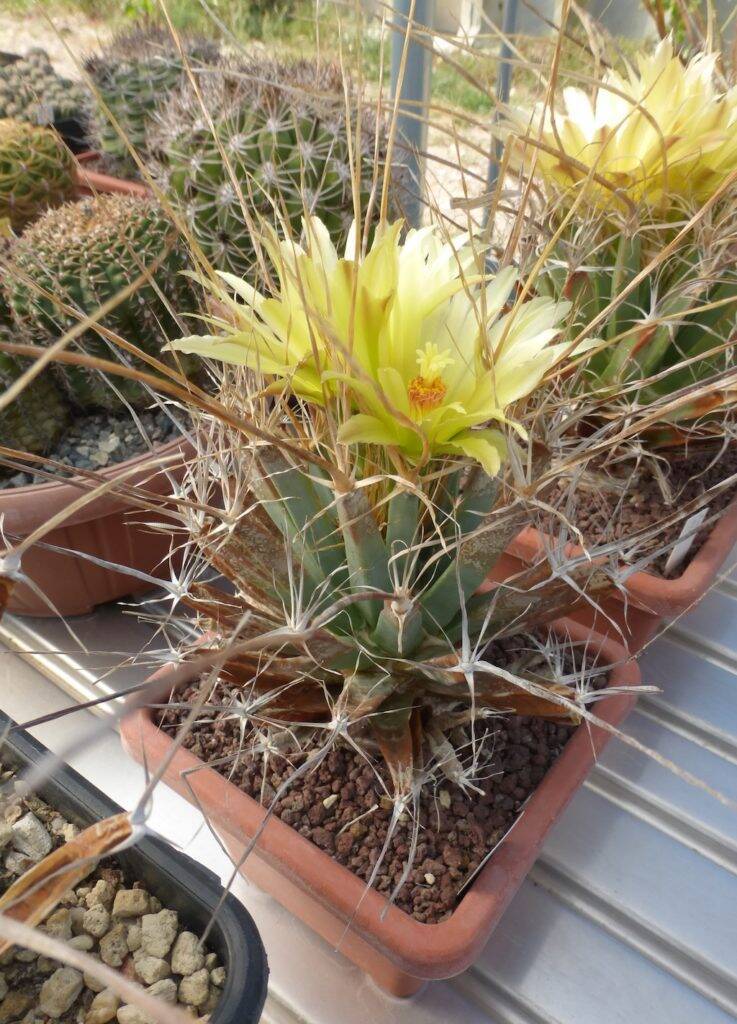 Leuchtenbergia principis