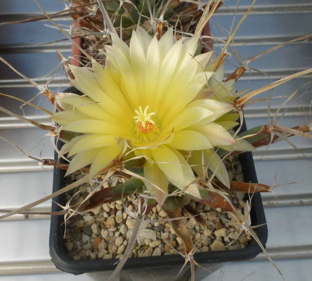 Leuchtenbergia principis, il fiore