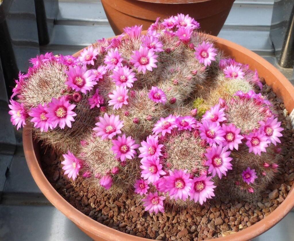 Mammillaria crinita (zeilmanniana)