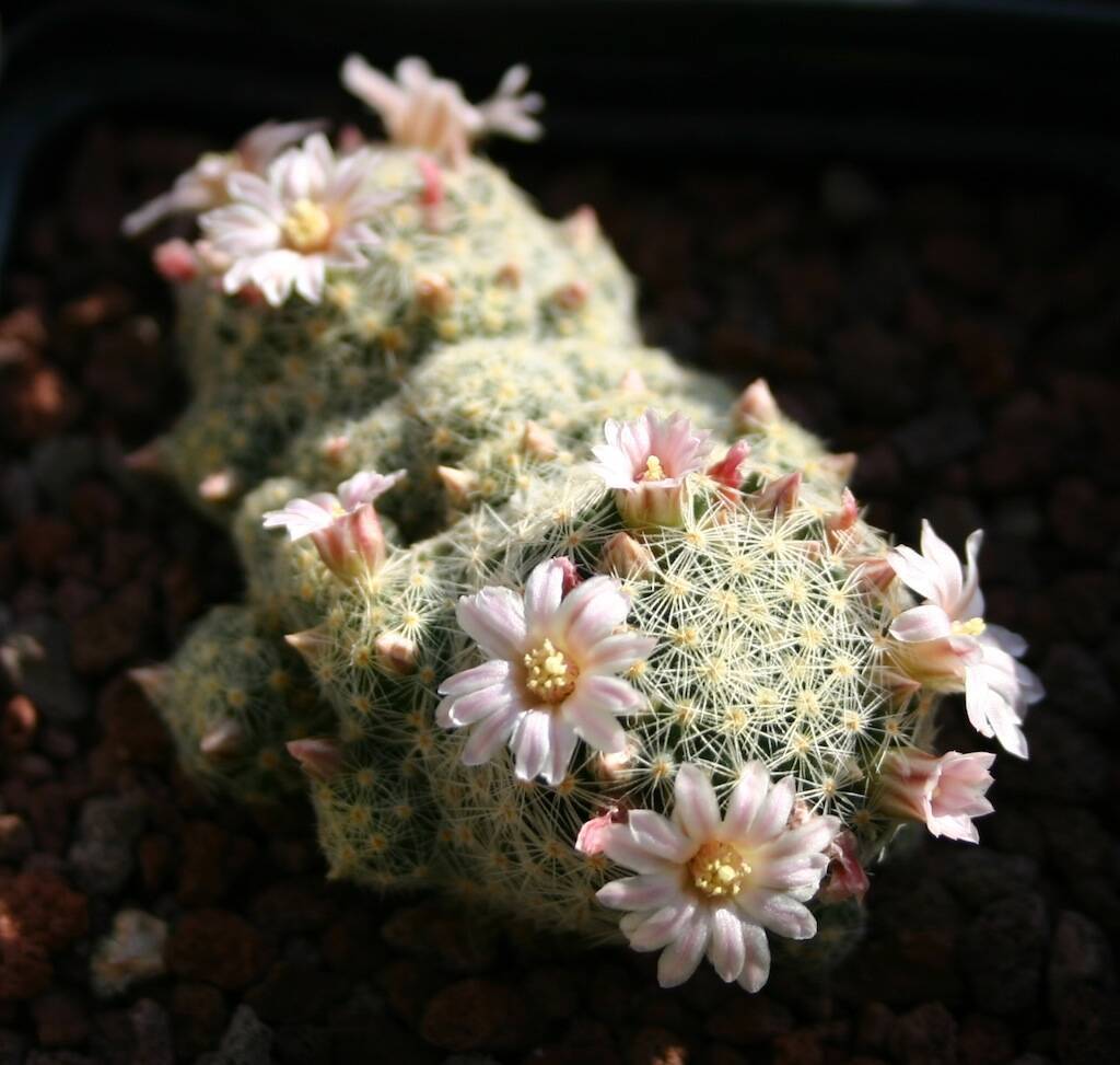 Mammillaria giselae