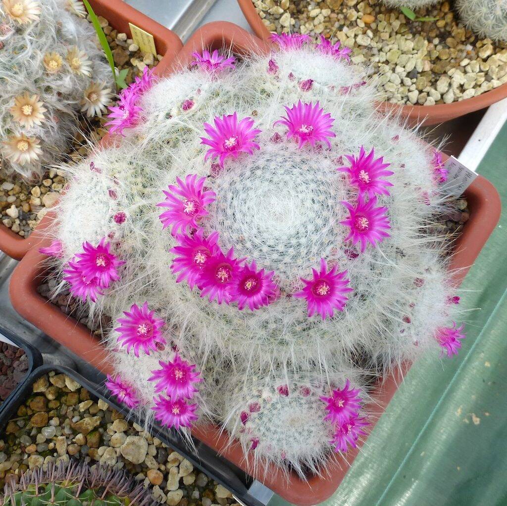 Mammillaria hahniana