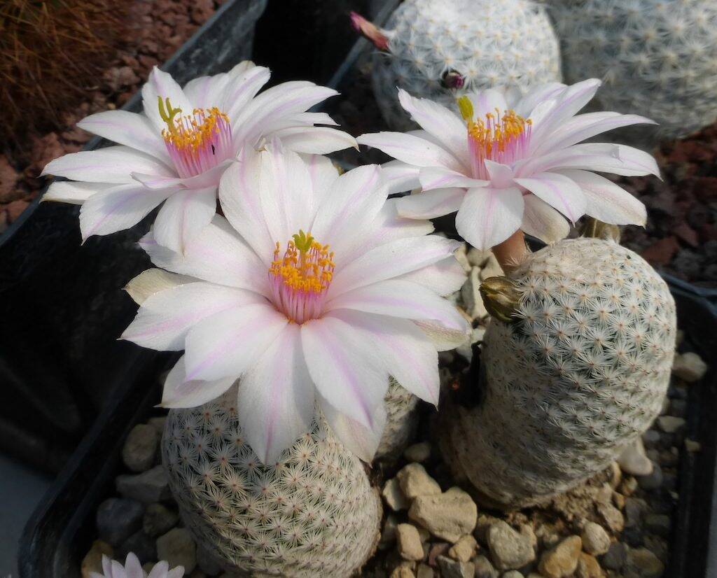 Mammillaria herrerae albiflora