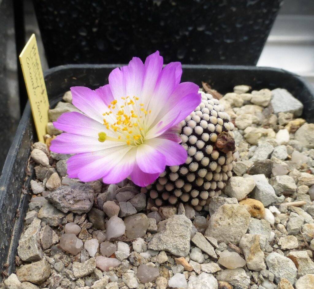 Mammillaria luethyi