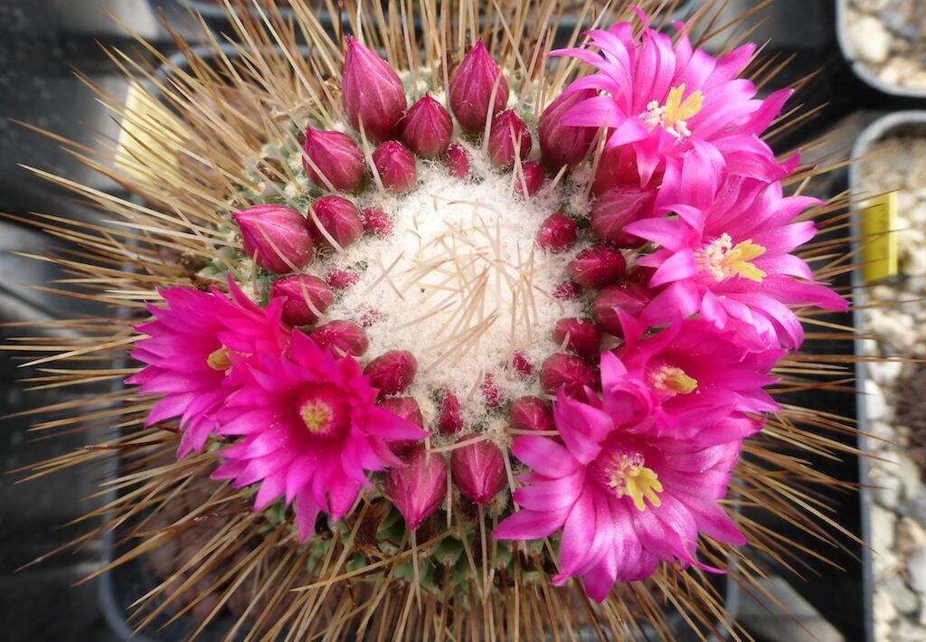 Mammillaria polythele cv un pico