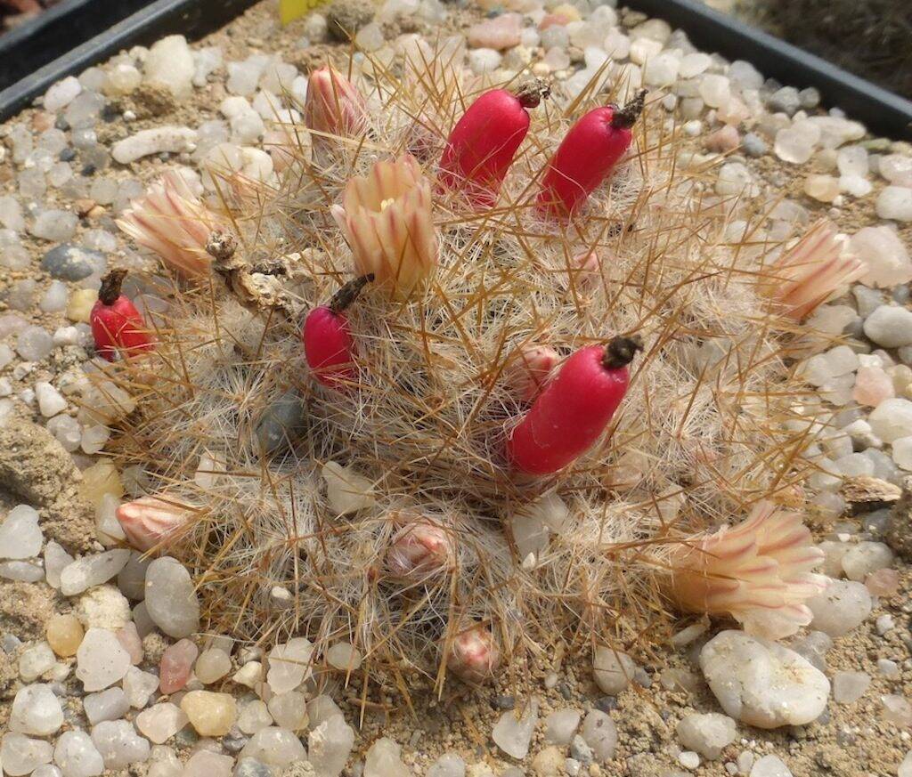 Mammillaria prolifera