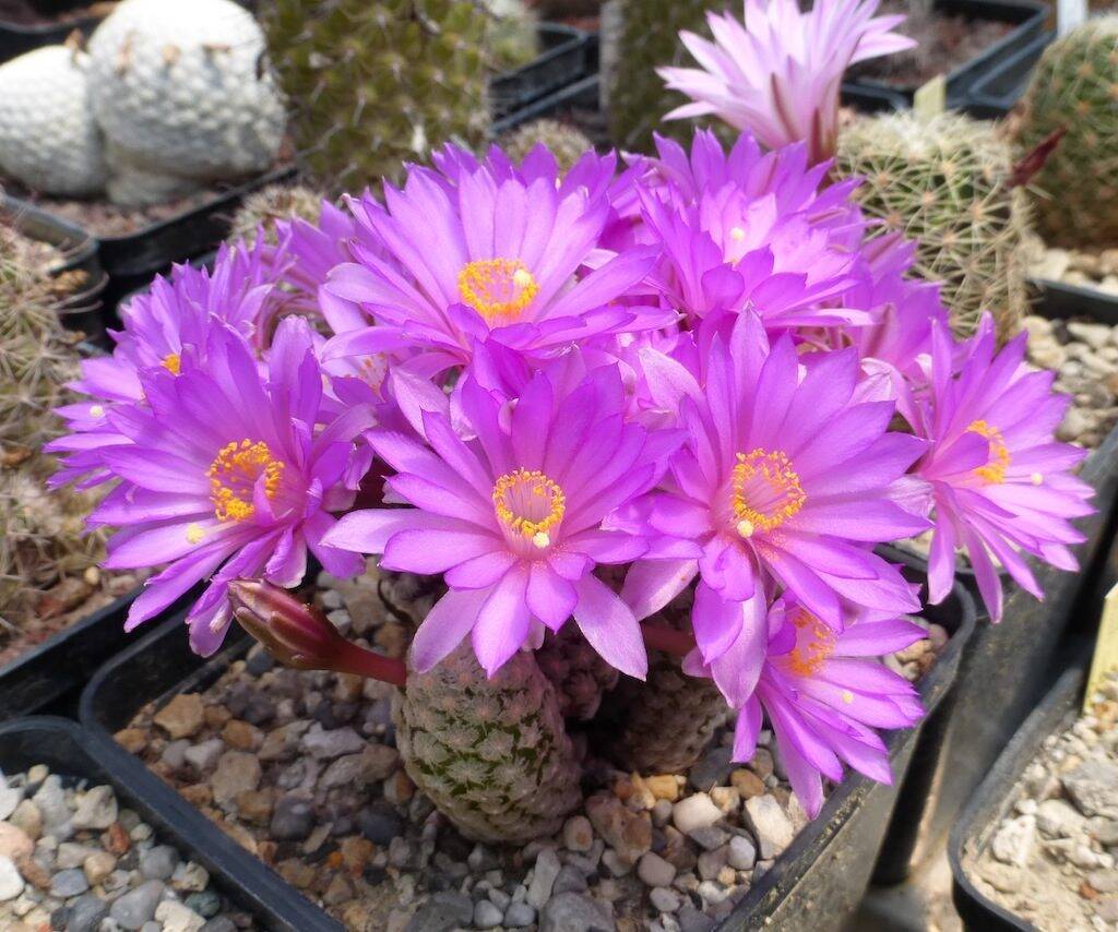 Mammillaria theresae