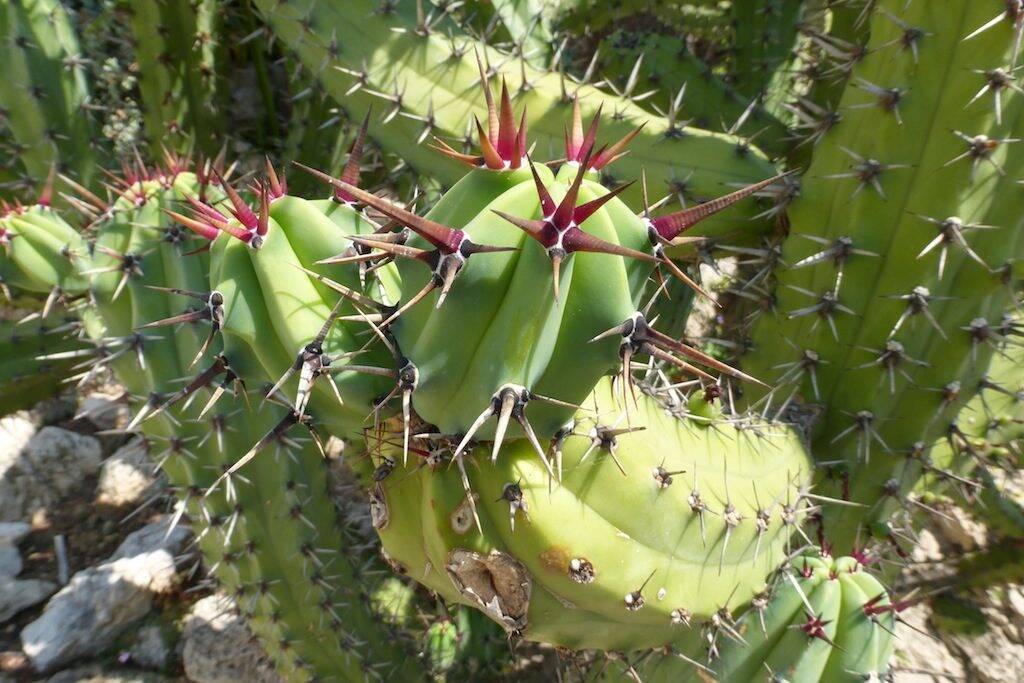 Myrtillocactus al Giardino Esotico di Montecarlo