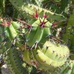 Myrtillocactus al Giardino Esotico di Montecarlo