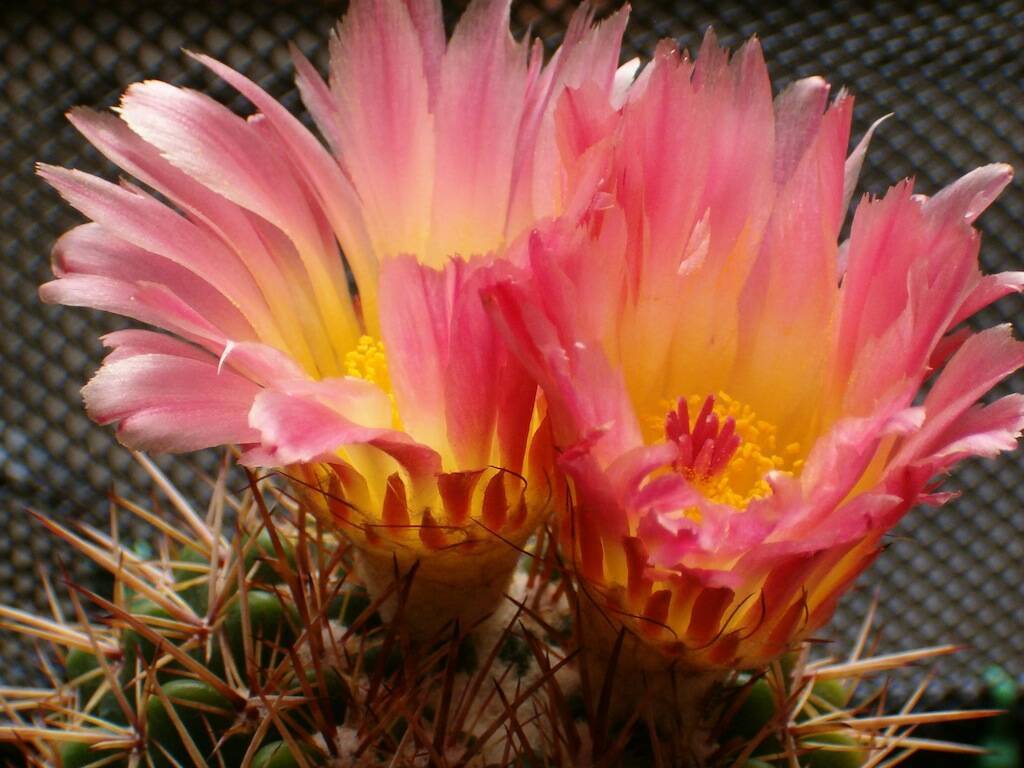 Notocactus roseoluteus