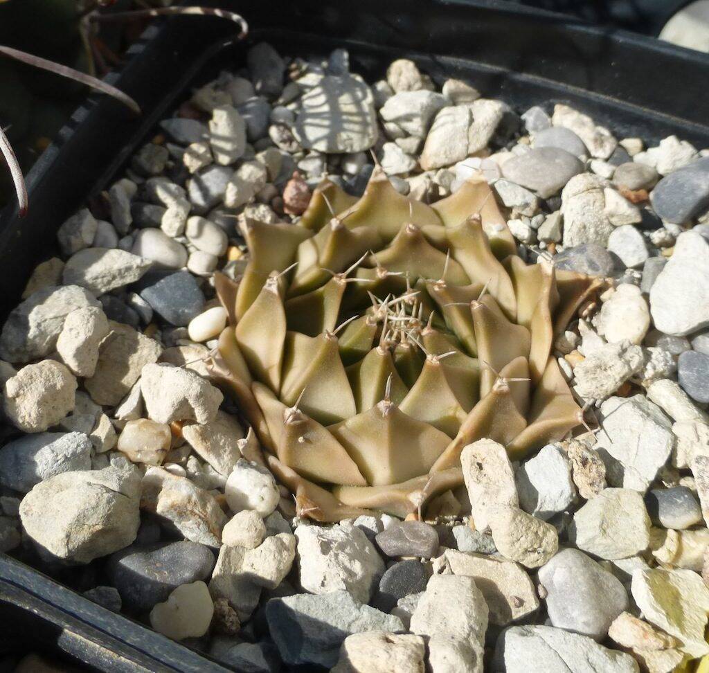 Obregonia denegrii, una mia semina tenuta in pieno sole