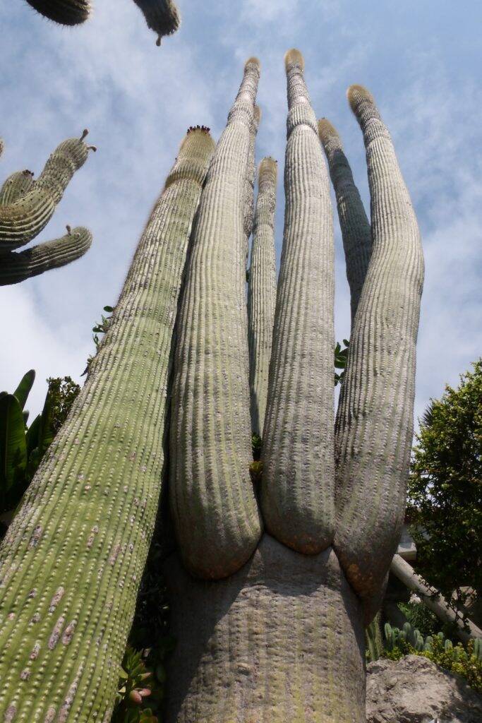 Cereus al Giardino Esotico di Montecarlo
