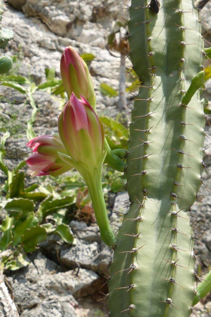 Cereus al Giardino Esotico di Montecarlo