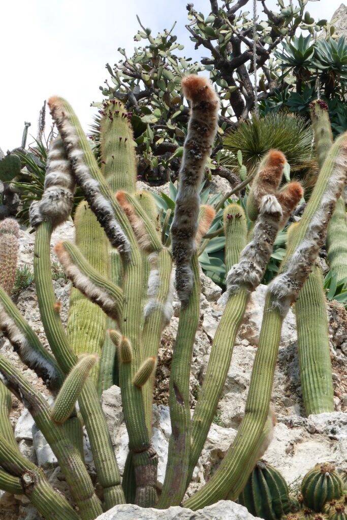 Giardino Esotico di Montecarlo