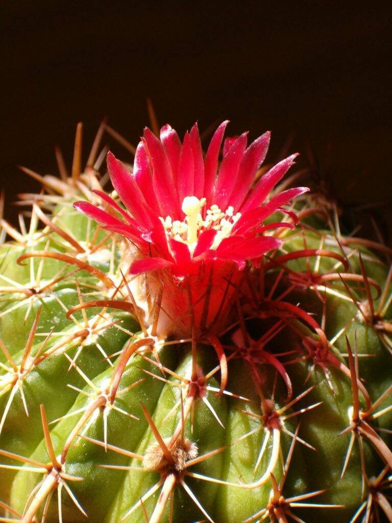 Parodia sanguiniflora