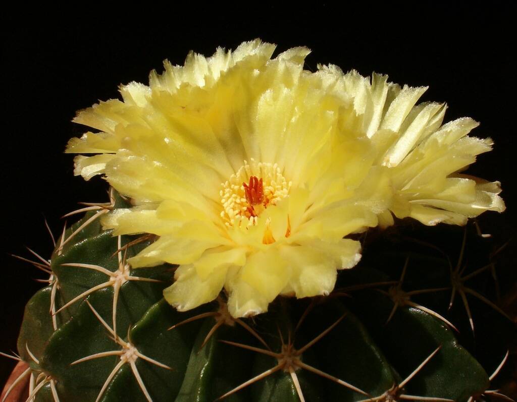 Parodia sellowii