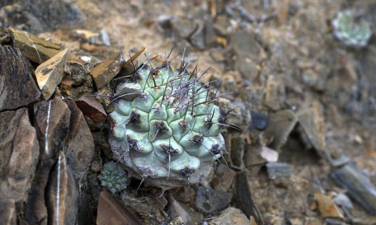 In viaggio nello stato messicano del Querétaro a caccia del rarissimo Strombocactus corregidorae