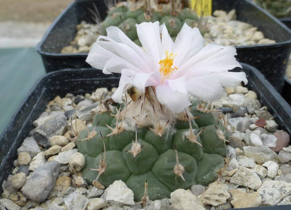 Turbinicarpus lophophoroides