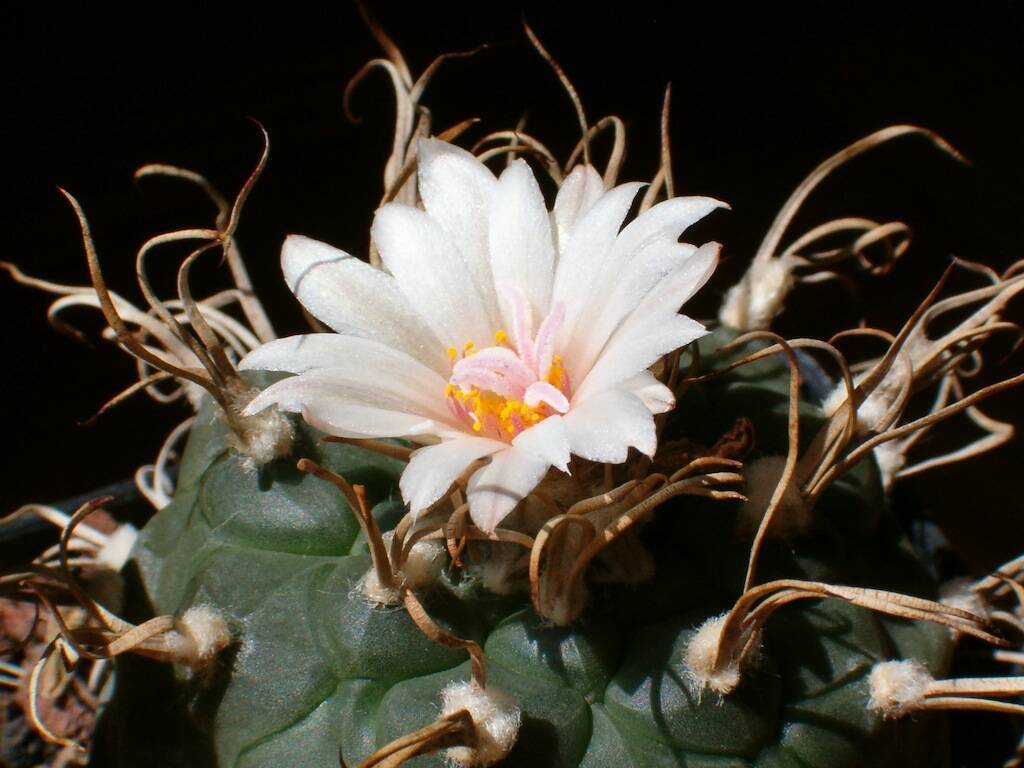 Turbinicarpus macrochele