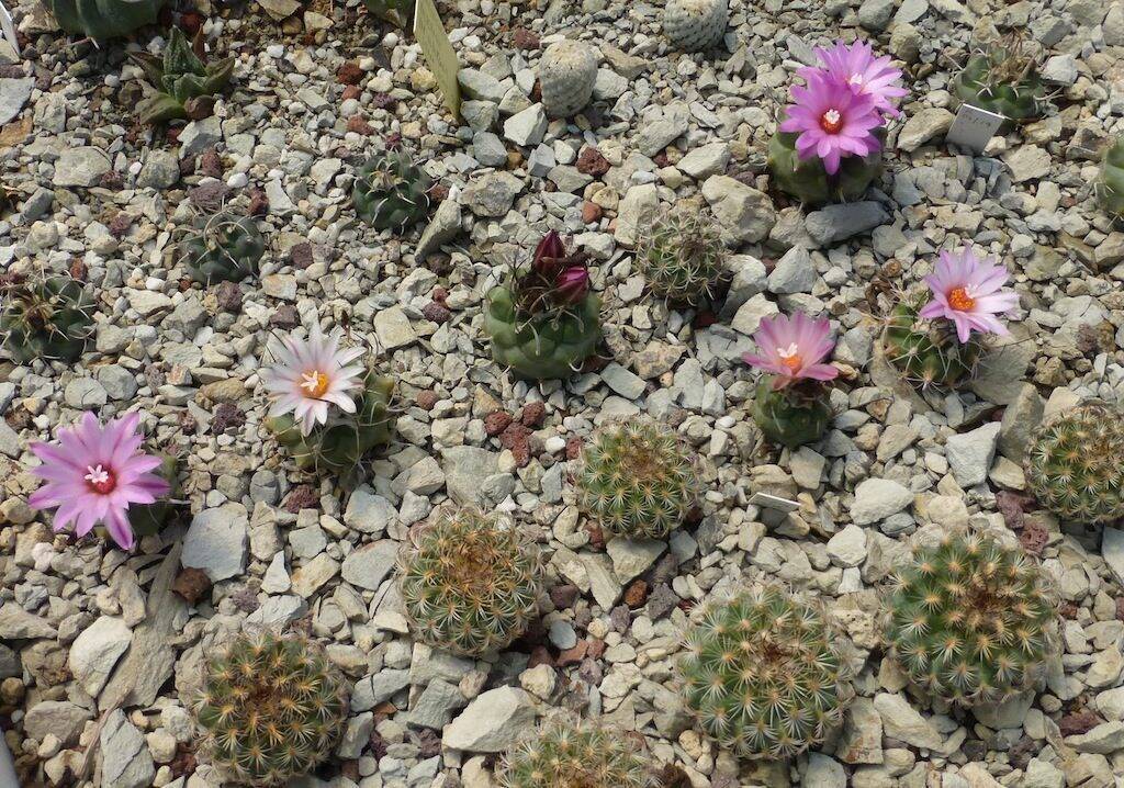 Turbinicarpus vari, alcune mie semine