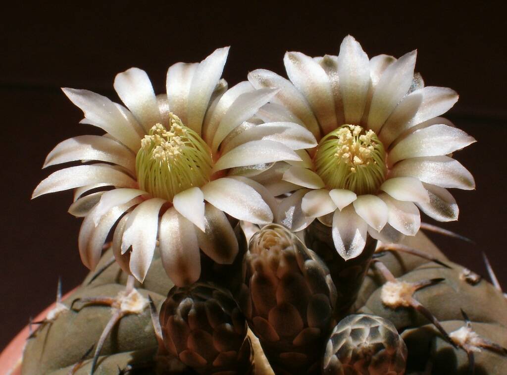 Blooming cactus, a roundup of images and how to make artistic photographs