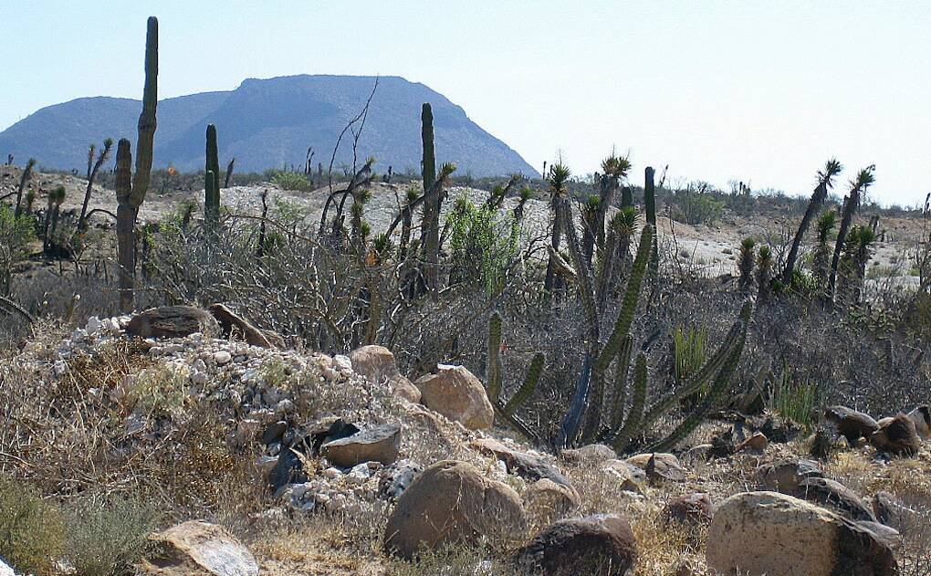 The distribution of cacti and succulents in the world: maps with the states where they grow